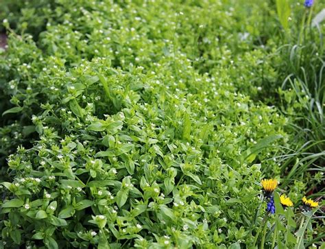 Chickweed Foraging Identification Look Alikes And Uses