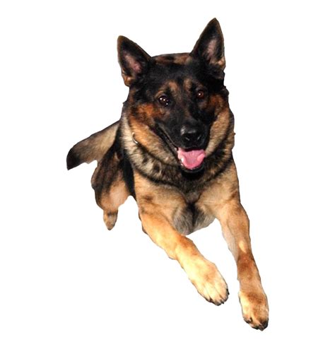German Shepherd Dog Png Png All Png All