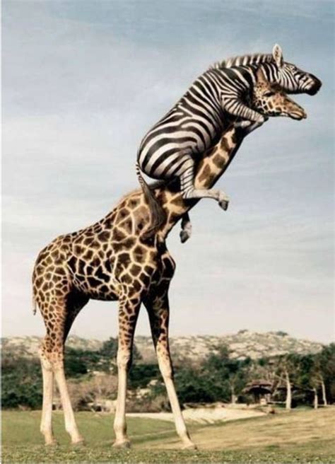 Giraffe Always Willing To Help Funny Giraffe Picture Funny Animals