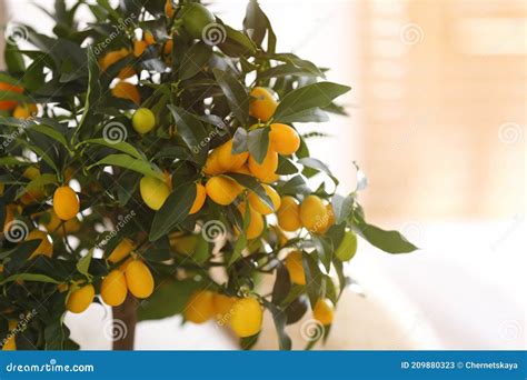 Kumquat Tree With Ripening Fruits Indoors Closeup Interior Design