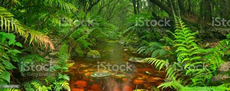 River Through Rainforest In The Garden Route Np South Africa Stock