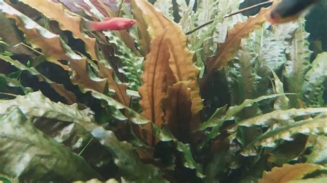 Cryptocoryne wendtii 'mi oya' grows fast and produces very broad leaves once adapted to the aquarium environment. Cryptocoryne wendtii Var. rubella & Cryptocoryne wendtii ...