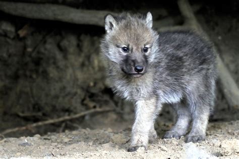 Baby Gray Wolf Images Wallpaper Baby Wolves Wolf Wallpaper Wolf