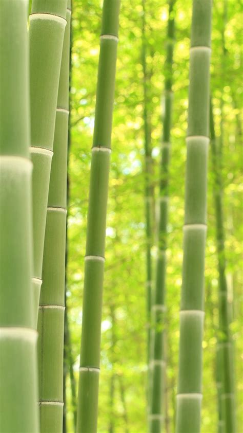 Bamboo Hd Wallpapers Wallpapers