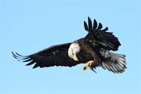 Why We Chose Three Locations For Our Bald Eagle Photography Workshops
