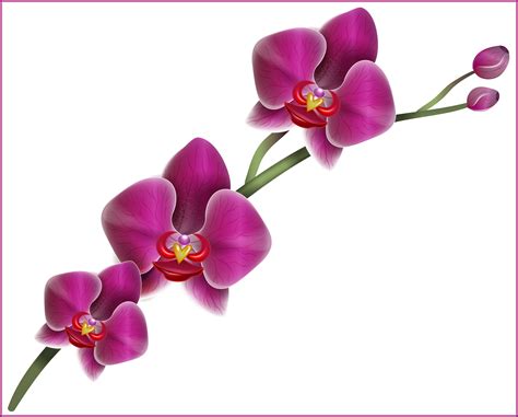 Orchid clipart orchid singapore, Orchid orchid singapore Transparent ...