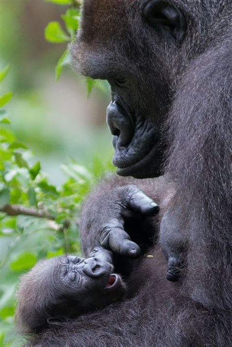 Baby Gorillas Gorilla Baby Animals