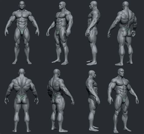 See more ideas about anatomy reference, anatomy, anatomy for artists. Pin by Kevin Allen on Anatomy - Male - 3d | Female anatomy reference, Anatomy poses, Anatomy ...