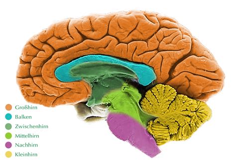 📚 Gehirn Bereiche Gehirnbereiche Und Funktionen Domykinsdy