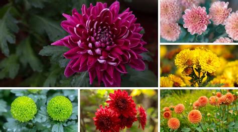 How To Plant Grow And Care For Chrysanthemums