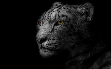 Download Wallpaper 3840x2400 Leopard Muzzle Predator Big Cat