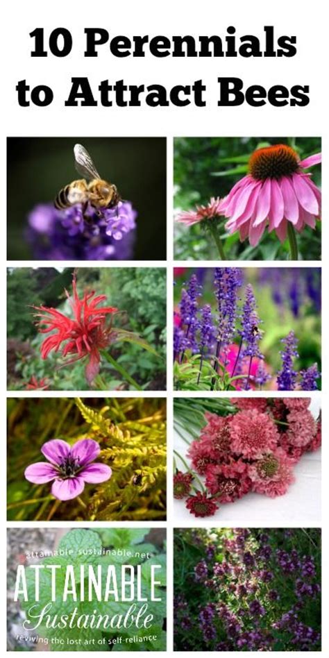 Check spelling or type a new query. 10 Perennials to Attract Bees & Other Pollinators ...