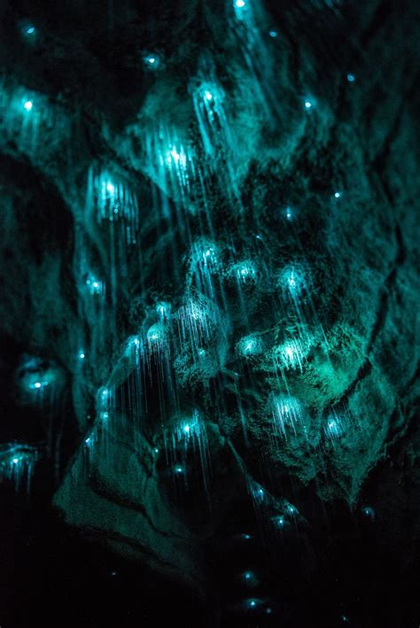 Glow Worms Turn New Zealand Cave Into Starry Night And I Spent Past