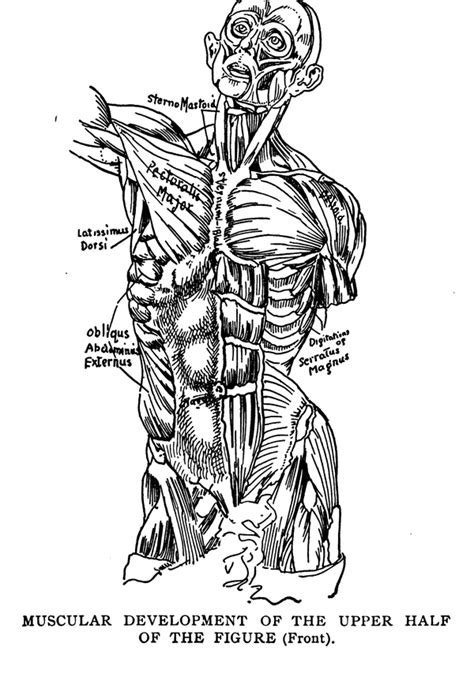 Human Anatomy And Figure Drawing For Artists Drawing Comics Cartoons