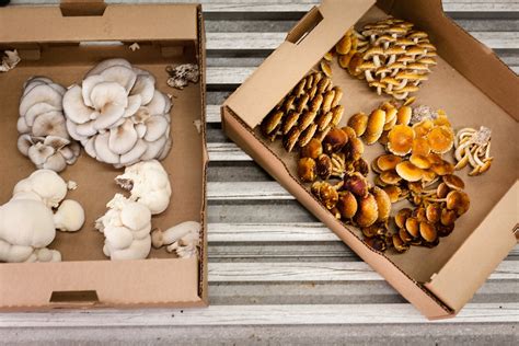 How To Prepare Mushrooms Edible Northeast Florida