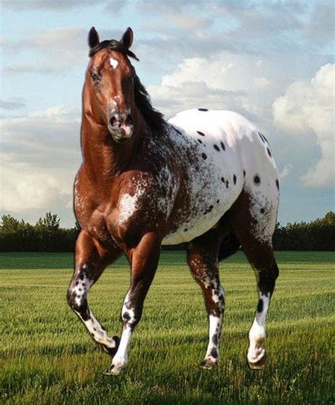 Soi Giống Ngựa Appaloosa Nổi Tiếng Nhất Mỹ Lông Phối Màu Bắt Mắt