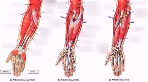 Learn vocabulary, terms and more with flashcards, games and other study tools. Anterior Arm Muscle Diagram - Anterior Forearm Deep ...
