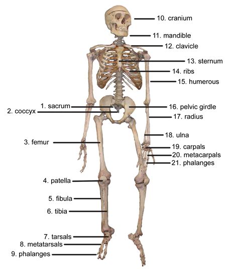Major Bones Of The Axial Skeleton