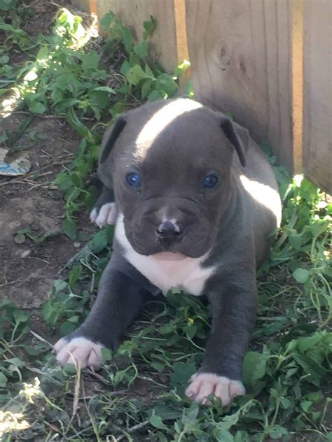Blue legacy exotic bully leads the way in tricolor and blue tri exotic bullies from extreme micro to super pocket bullies coming from southern california!!! Tri-Color American Bully Pitbull Puppies - Petclassifieds.com