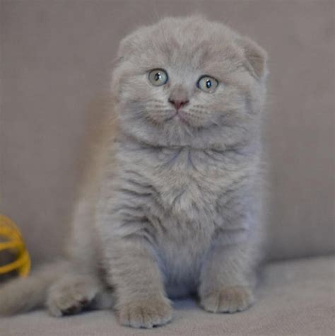 Scottish Fold Cats For Sale Detroit Mi 288522