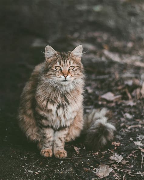 √ Kucing Maine Coon Karakteristik Ciri Fakta And Cara Perawatannya