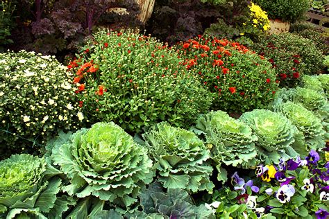 Grow A 1 Fall Container Garden On A 99 Gardener Budget