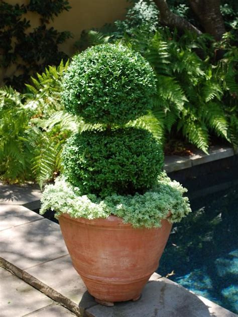 25 Ideas For Fabulous Boxwood Designs Hgtv Fall Container Gardens