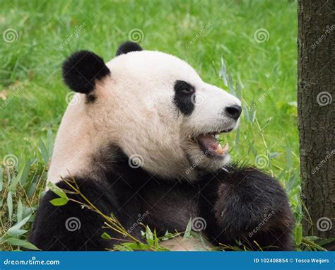 Giant Panda Bear Eating Stock Photo Image Of Cute Mammal 102408854