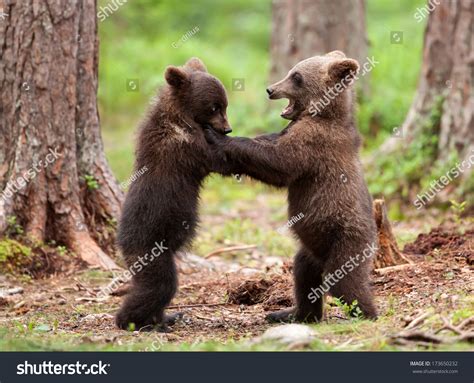 Two Brown Bear Cubs Play Fighting Stock Photo 173650232 Shutterstock