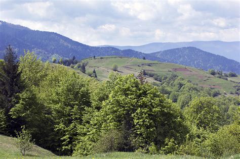 Landscape Of A Carpathians Mountains With Green Trees And Fir Tr Stock