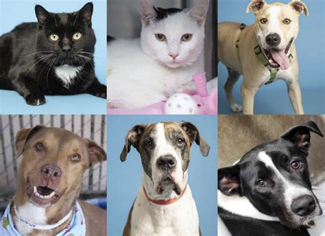 Adoptable Pets From Arizona Humane Society And Maricopa County Animal