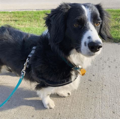 Top 29 Most Popular Border Collie Mixes Youll Want To Add To Your Home