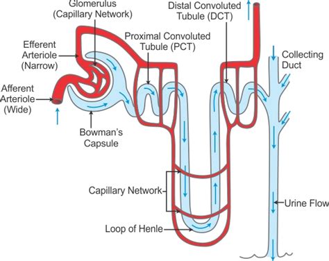 Explain The Sturucture Of Nephron With Diagram M6ibnn