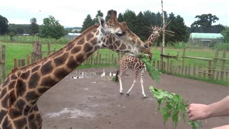 Feeding The Giraffes At Blair Drummond Safari Park Youtube
