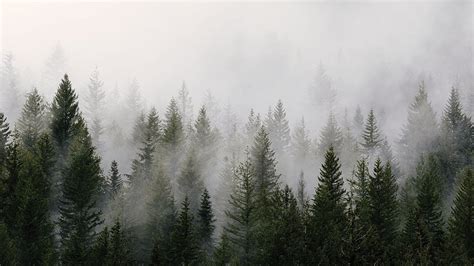 Foggy Forest Forest Full Hd Wallpaper Pxfuel
