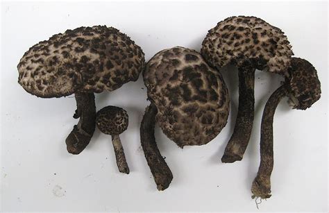 5 Easy To Identify Edible Mushrooms For The Beginning Mushroom Hunter