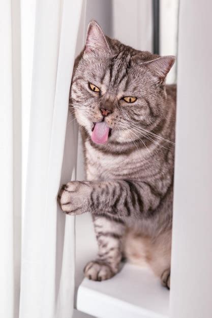 Premium Photo Crazy Funny British Shorthaired Cat With Funny Mugcrazy Yellow Eyes And