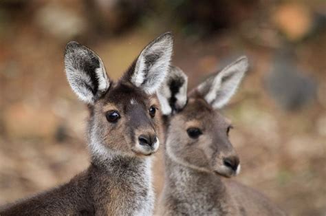 Stunning Western Grey Kangaroo In Perth