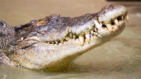 Australien: Schweizer möglicherweise von Krokodil gefressen