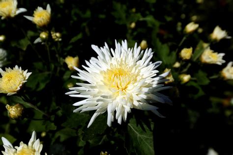 Flower Of White Chrysanthemum031116 Sdquattro Art 12 24 Flickr