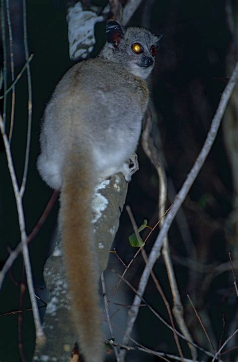 White Footed Sportive Lemur Lepilemur Leucopus Réserve Flickr