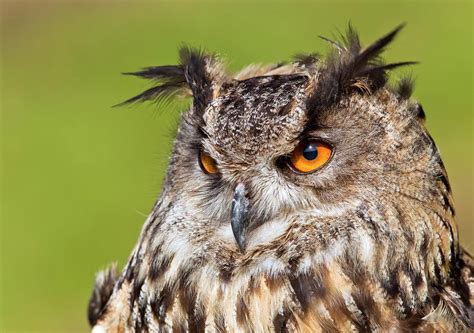 Eurasian Eagle Owl Photograph By John Devriesscience