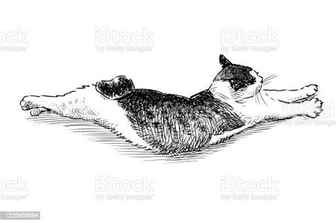 Sketch Of A Lying Curved Domestic Cat Stock Illustration Download