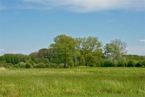 Lush Green Meadow And Forest In Bourgoyen Nature Reserve Ghent Stock