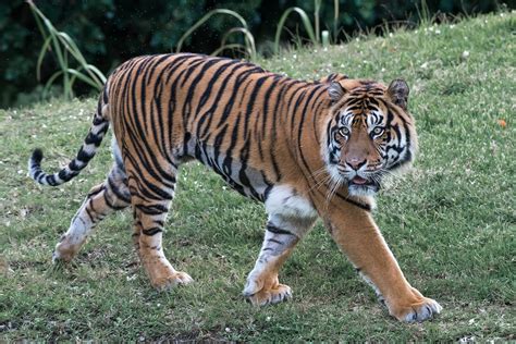 20 Ciekawostek o Tygrysie Bengalskim Podróż Trwa