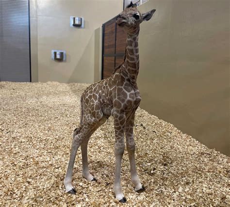 Baby Giraffe Born At Club Westside