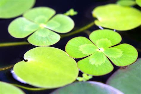 Lily Pad Background ·① Wallpapertag