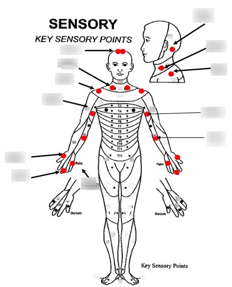 Key Sensory Points Diagram Quizlet