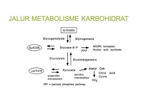 Metabolisme Pengertian Fungsi Tujuan Proses Cara Riset