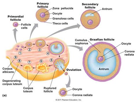 Labeled Structure Of Ovary